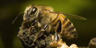 bee pest control san diego