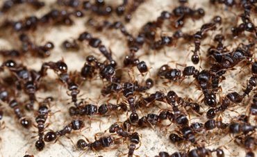 ant pest control National City