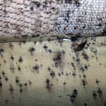 bed bug extermination Rancho San Diego