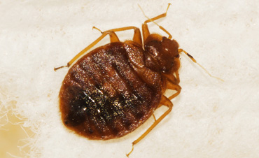 bed bug pest control san diego