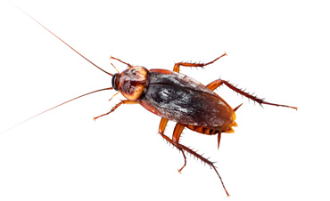 cockroach treatment Bonita