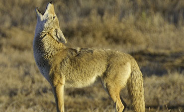 coyote control san diego