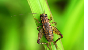 cricket pest control san diego