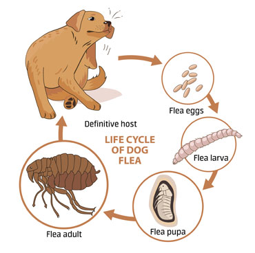 flea pest control san diego