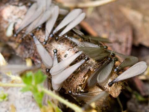 drywood termite extermination