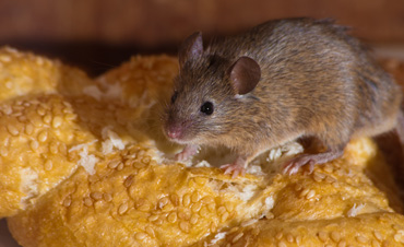 mouse removal san diego