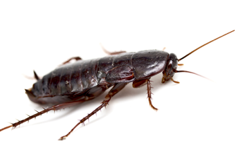 cockroach pest control san diego