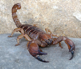 scorpion extermination La Mesa