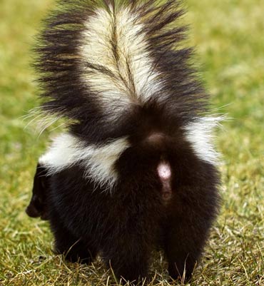 skunk control san diego