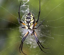 spider pest control san diego
