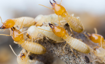 subterranean termite extermination