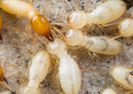 termite control Otay Mesa