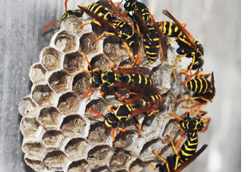wasp pest control san diego
