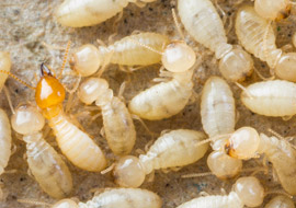 termite control san diego